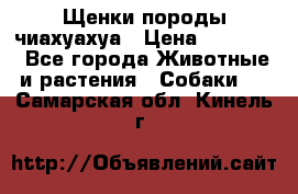 Щенки породы чиахуахуа › Цена ­ 12 000 - Все города Животные и растения » Собаки   . Самарская обл.,Кинель г.